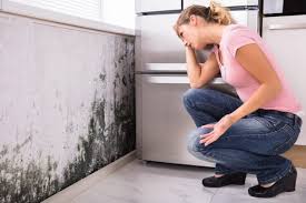 Best Mold Remediation for Rental Properties  in USA